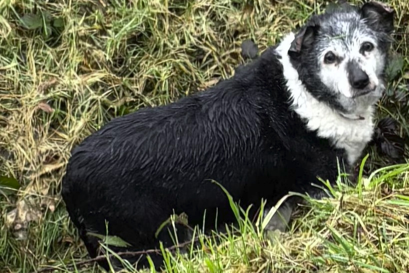 Fundmeldung Hund  Unbekannt Colpo Frankreich