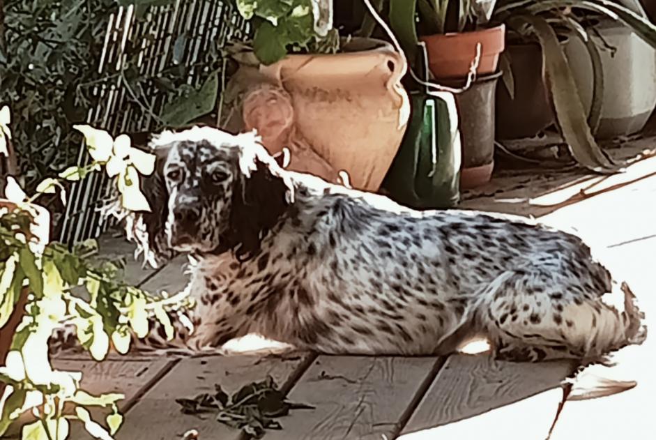 Vermisstmeldung Hund  Weiblich , 4 jahre Vic-Fezensac Frankreich