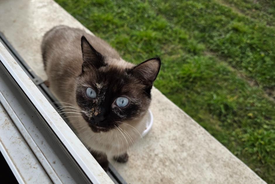 Fundmeldung Katze Unbekannt Argenteuil Frankreich