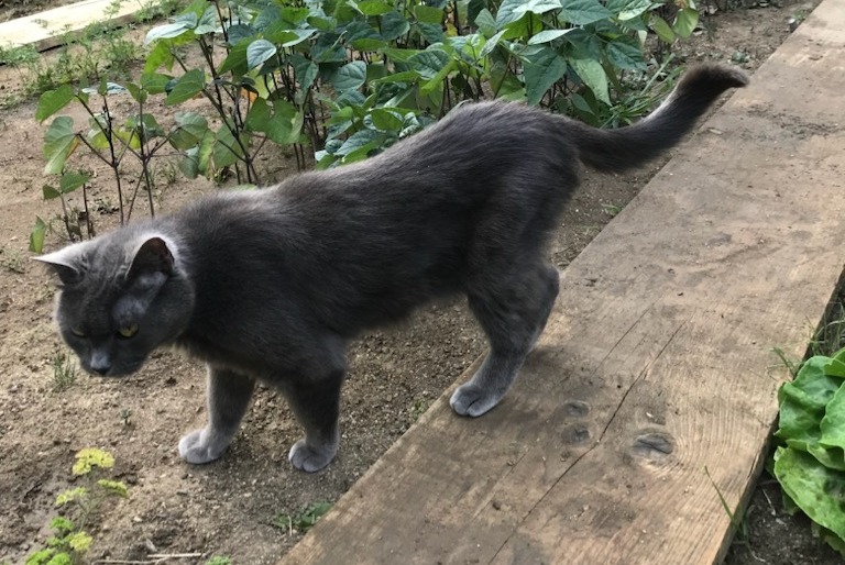 Vermisstmeldung Katze Weiblich , 17 jahre Saint-Pierre-en-Auge Frankreich