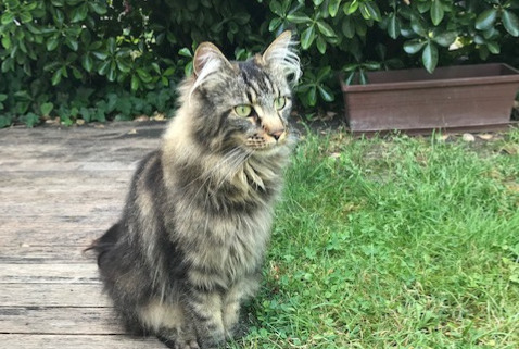 Disappearance alert Cat  Female , 10 years Éragny France