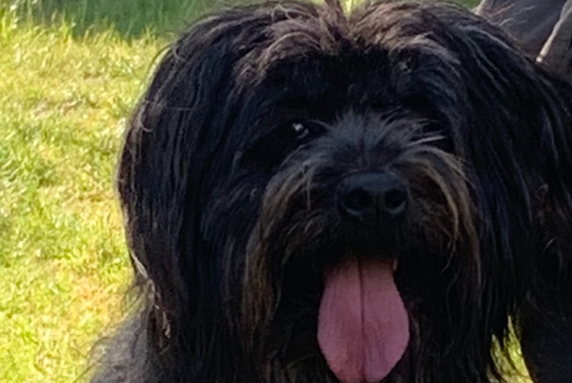 Disappearance alert Dog  Female , 13 years Saint-Prouant France