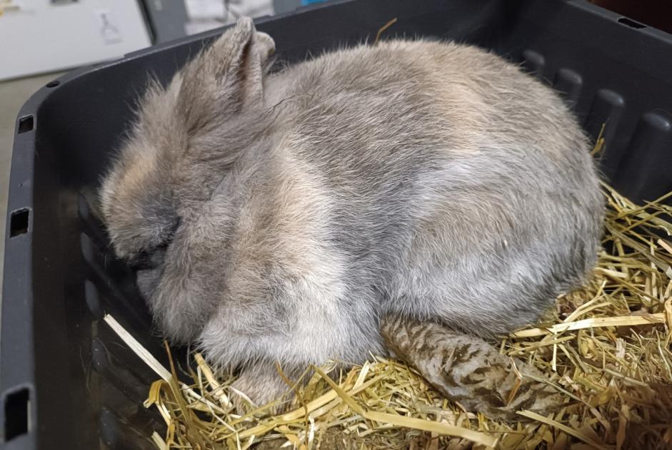 Discovery alert Rabbit Unknown Saint-Julien-des-Landes France