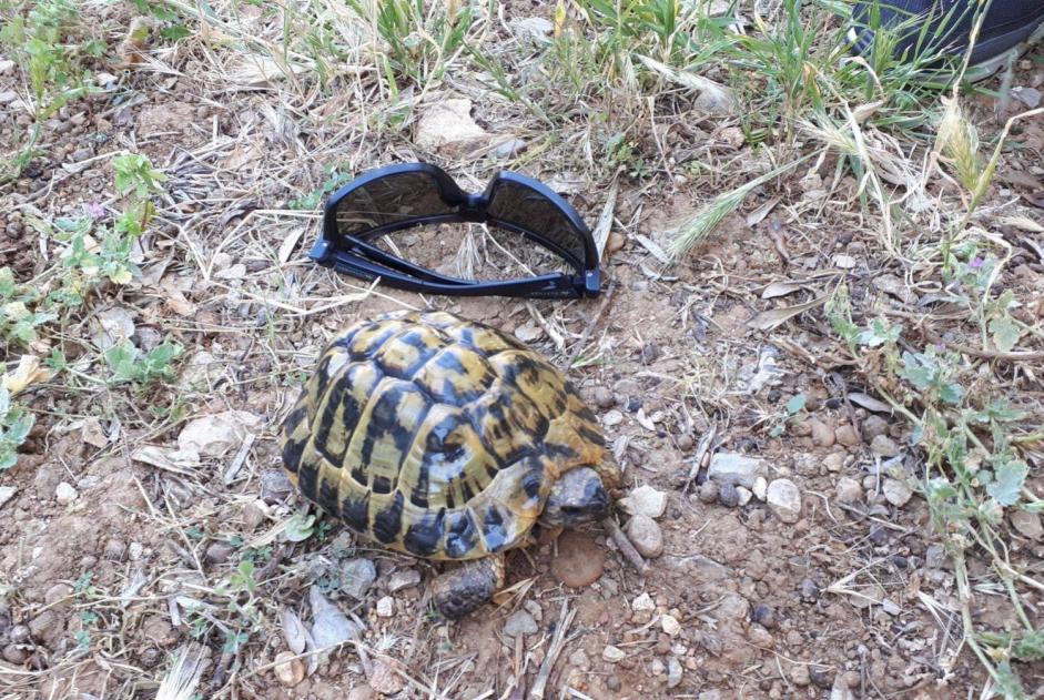 Disappearance alert Tortoise Male , 2024 years Mougins France