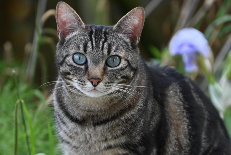 Alerta de Desaparición Gato Macho , 7 años Entraigues-sur-la-Sorgue Francia