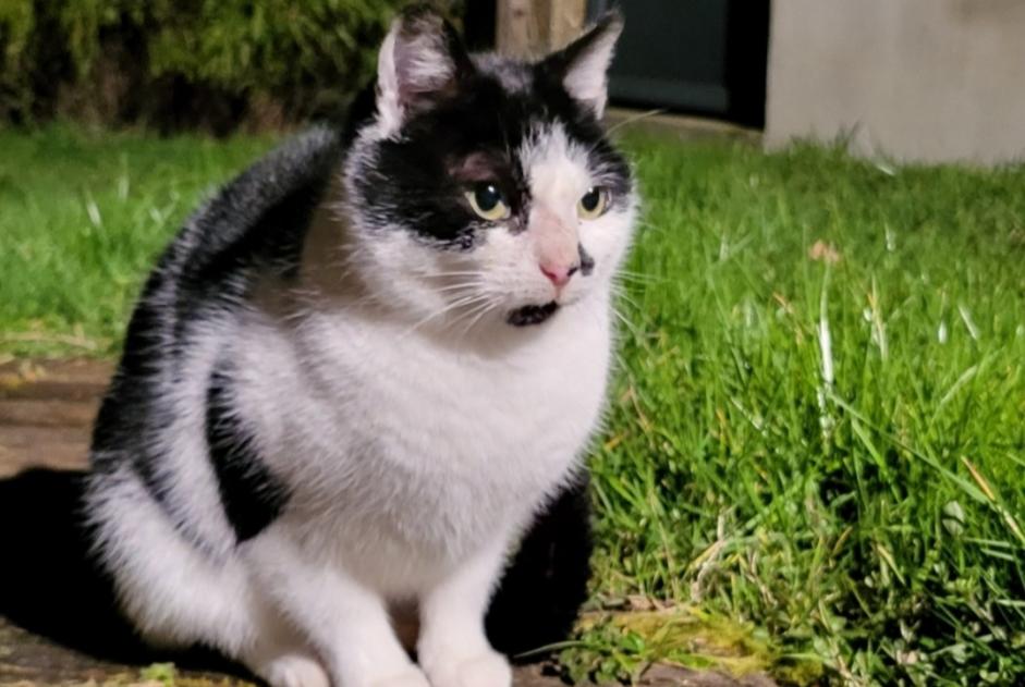 Alerta de Hallazgo Gato  Desconocido Les Landes-Genusson Francia