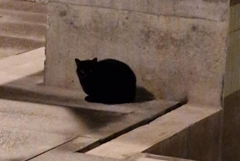 Alerta de Hallazgo Gato  Desconocido Rennes Francia