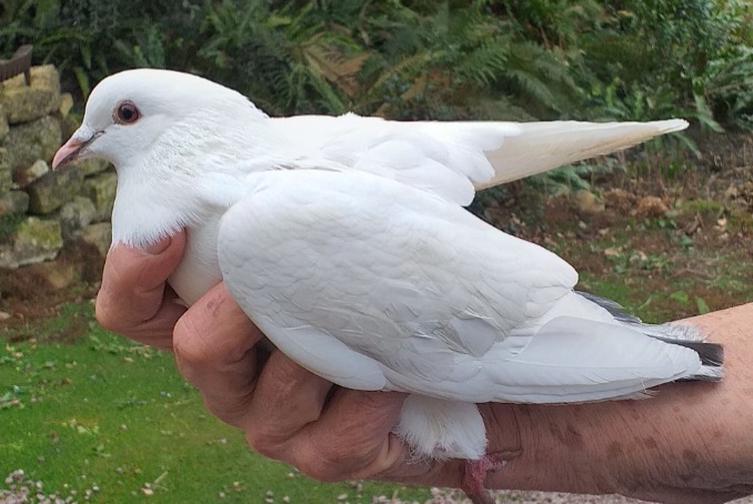 Alerta de Hallazgo Pájaro Desconocido Laize-Clinchamps Francia