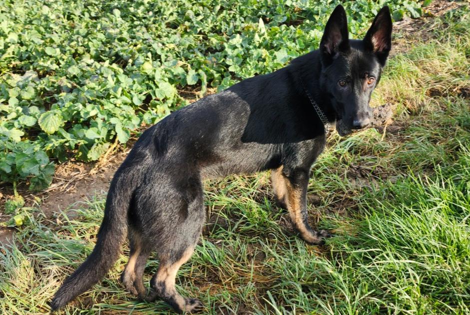 Alerta de Desaparición Perro  Macho , 1 años Ormes Francia