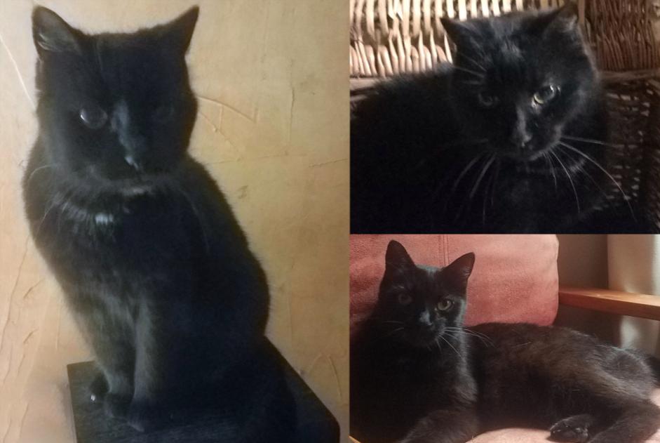 Alerte Disparition Chat Femelle , 17 ans Marigny-en-Orxois France