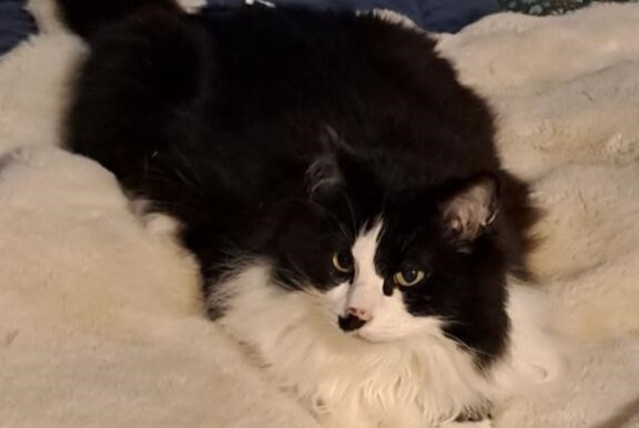 Alerte Disparition Chat Femelle , 10 ans Rozay-en-Brie France