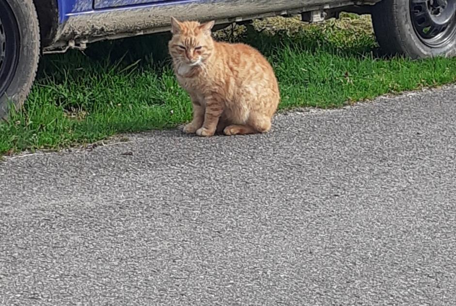 Alerte Découverte Chat Inconnu Plouay France