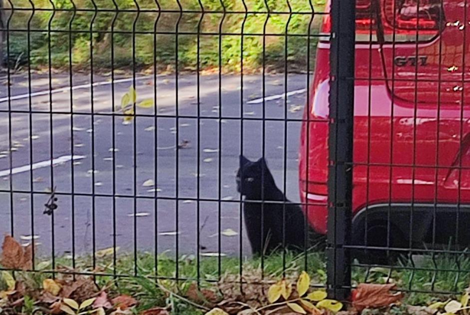 Alerte Découverte Chat Inconnu Wattrelos France