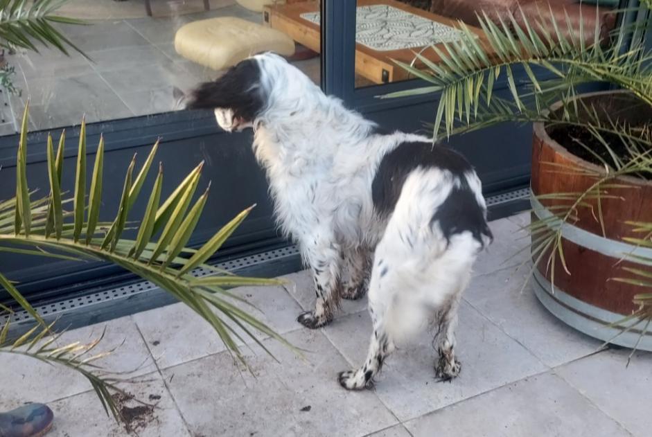 Alerte Découverte Chien  Inconnu La Chapelle-aux-Filtzméens France