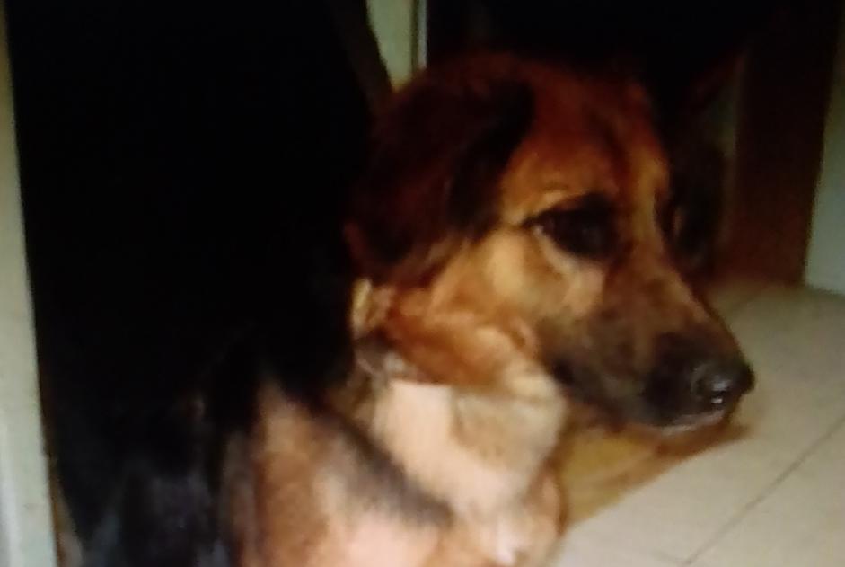 Avviso scomparsa Cane incrocio di razze Femmina , 6 anni Sorgues Francia