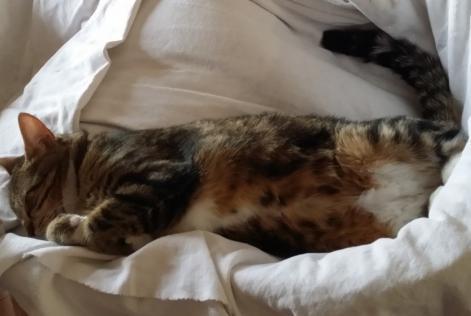 Avviso scomparsa Gatto Femmina , 8 anni Esvres Francia