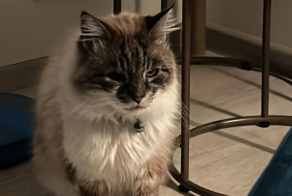 Avviso scomparsa Gatto  Maschio , 9 anni Marmande Francia