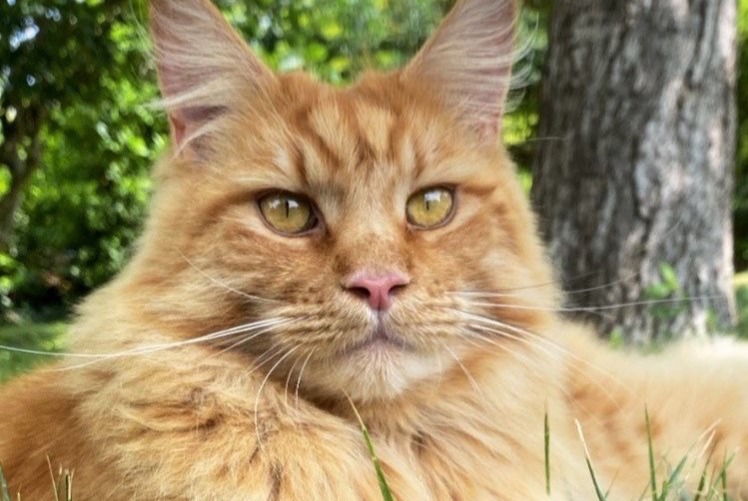 Avviso scomparsa Gatto  Maschio , 5 anni La Frette-sur-Seine Francia