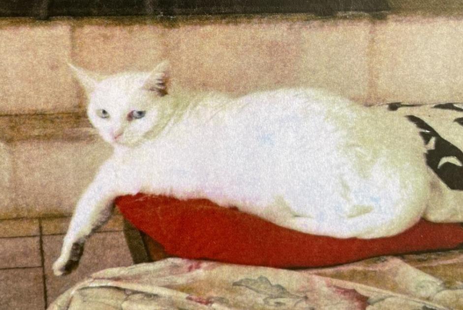 Avviso scomparsa Gatto Femmina , 7 anni Saint-Cézaire-sur-Siagne Francia