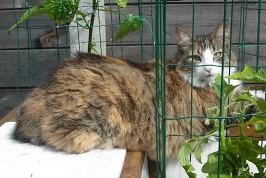 Avviso scomparsa Gatto  Femmina , 5 anni Challans Francia