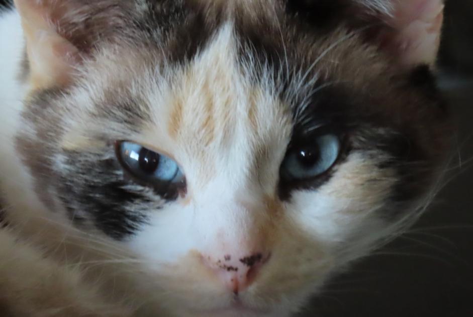 Avviso scomparsa Gatto  Femmina , 8 anni Besançon Francia