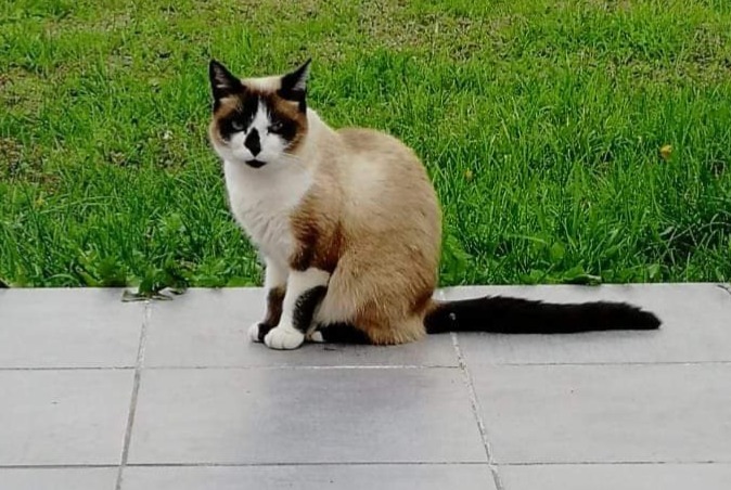 Avviso scomparsa Gatto incrocio di razze Femmina , 8 anni Damgan Francia