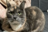 Avviso scomparsa Gatto Femmina , 3 anni Pontchâteau Francia