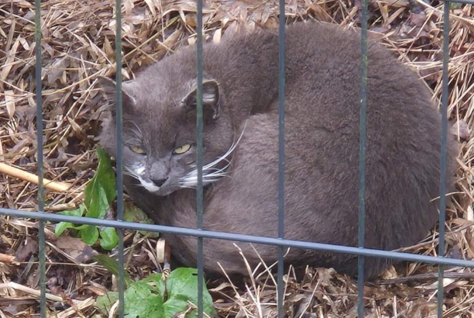 Avviso Ritrovamento Gatto Non conosciuta Kervignac Francia