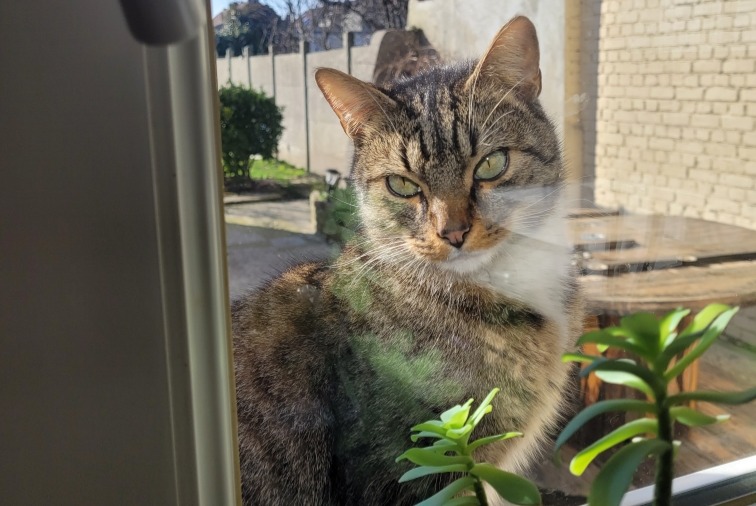 Avviso Ritrovamento Gatto incrocio di razze Femmina Wingles Francia