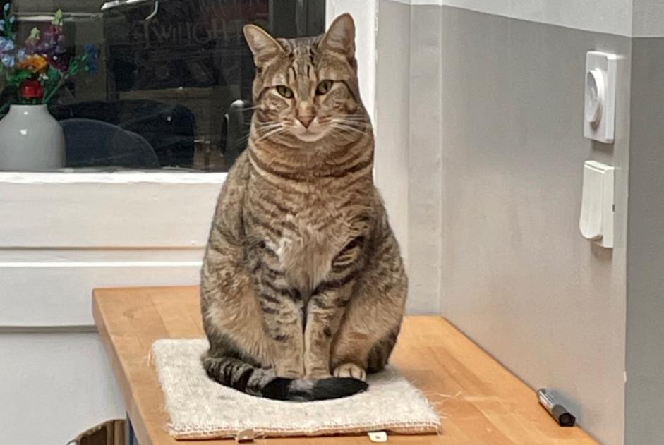 Verdwijningsalarm Kat Mannetje , 4 jaar Lille Frankrijk