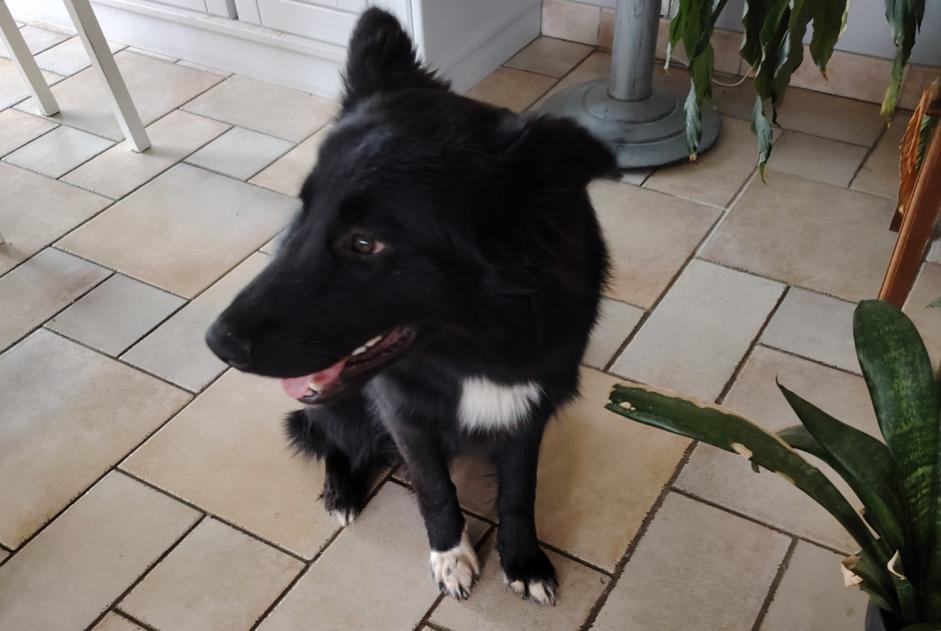 Alerta descoberta Cão cruzamento Macho Cavignac France