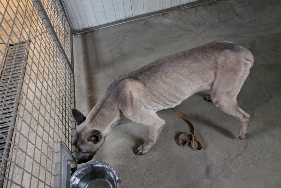 Alerta descoberta Cão cruzamento Macho Brielles France