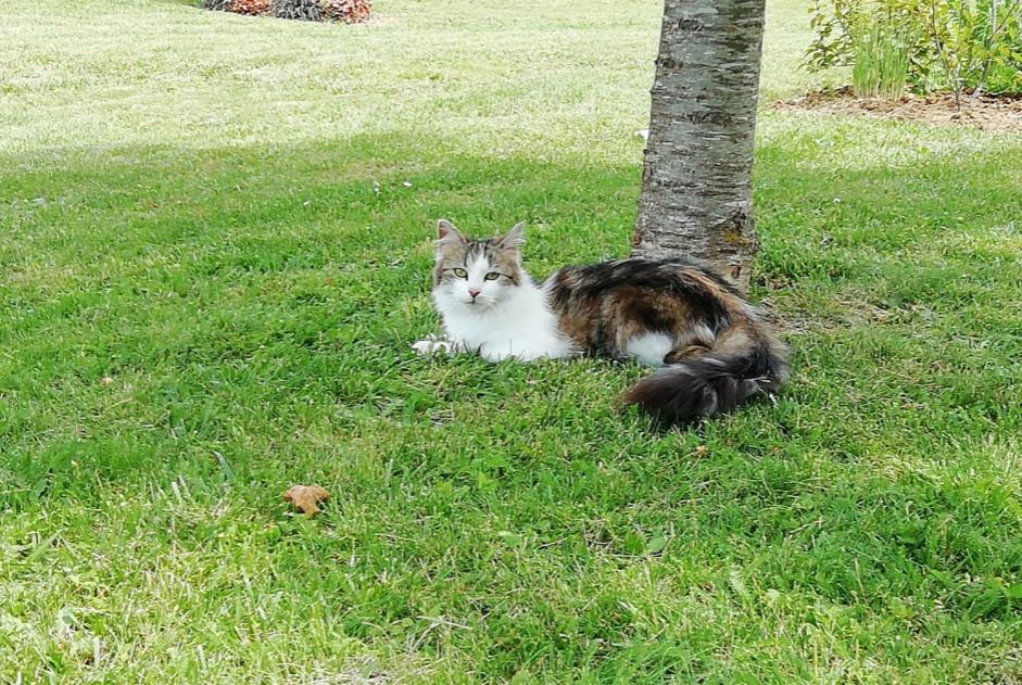 Alerta desaparecimento Gato Fêmea , 7 anos Voulton France