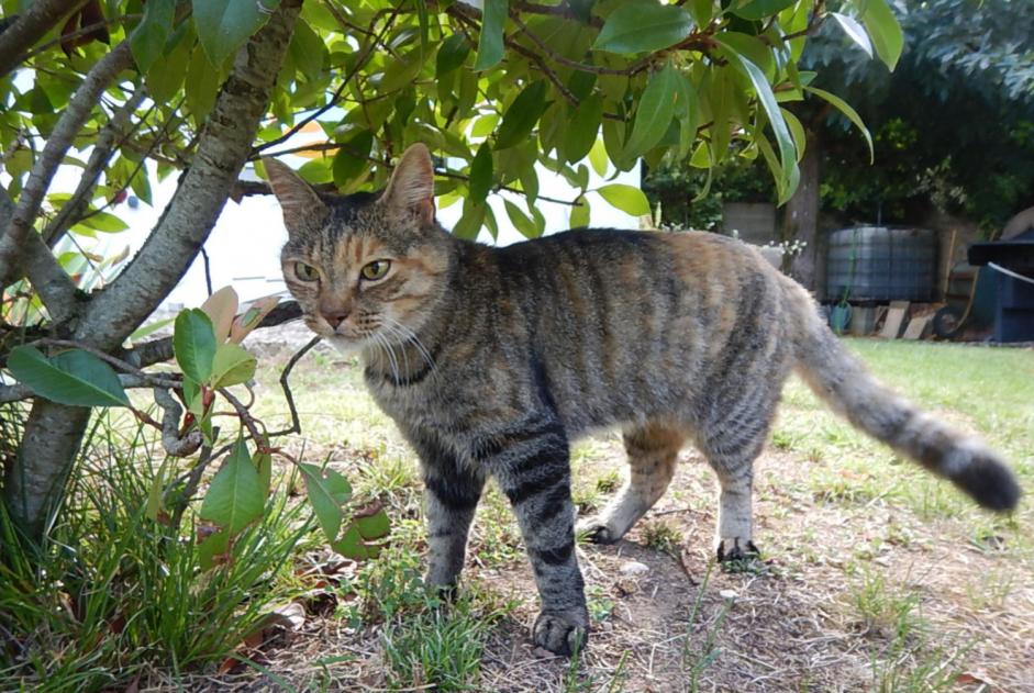 Alerta desaparecimento Gato  Fêmea , 16 anos Lagnieu France