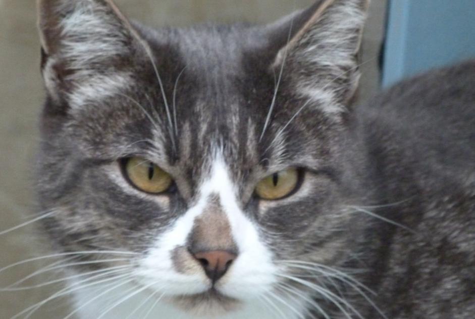 Alerta desaparecimento Gato Macho , 10 anos Brem-sur-Mer France