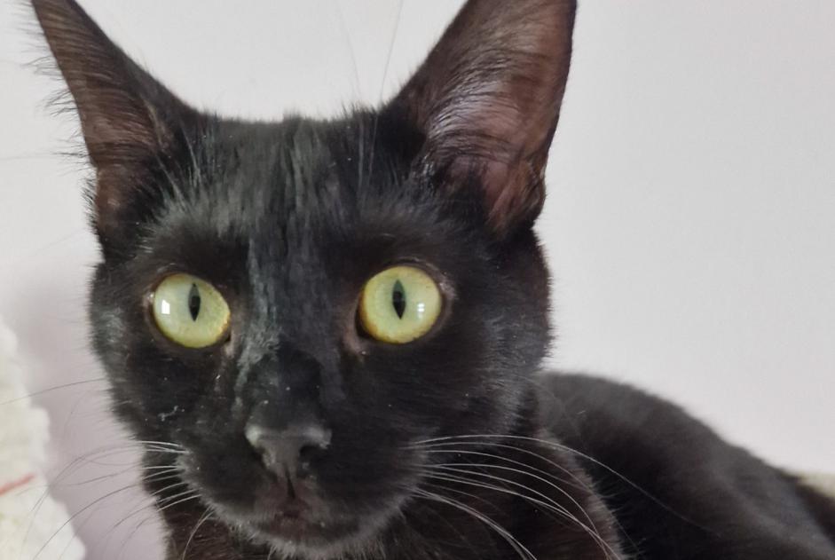 Alerta desaparecimento Gato Macho , 2 anos Châlons-en-Champagne France