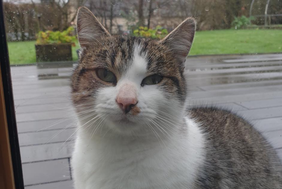 Alerta descoberta Gato  Macho La Brûlatte France