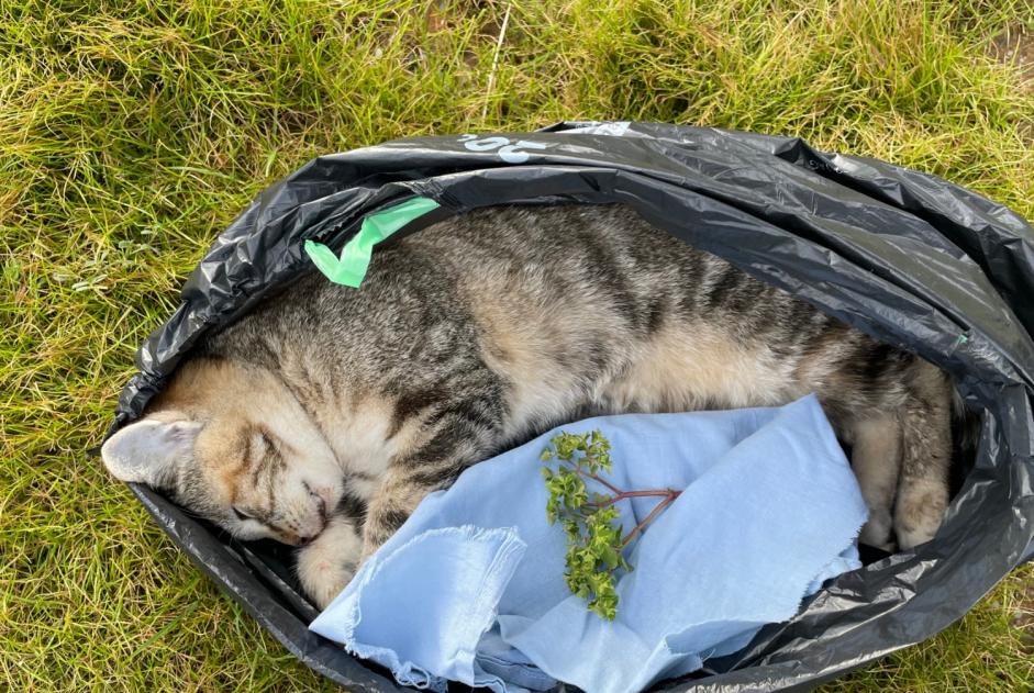 Alerta descoberta Gato cruzamento Desconhecido , Entre 9 e 12 meses Gauriac France