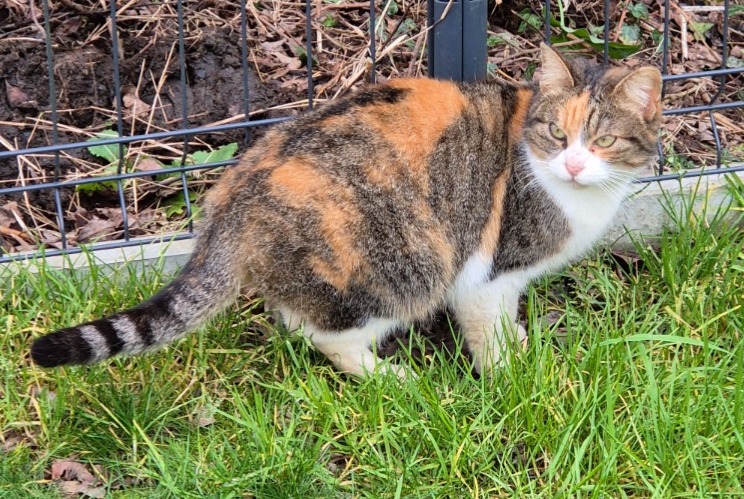 Alerta descoberta Gato Desconhecido Kervignac France